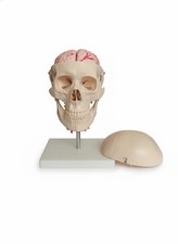 Skull with 8 parts Brain and Cervical Spine picture