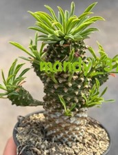 10CM RareSucculent plant Euphorbia bupleurifolia SelfRooted Boutique picture