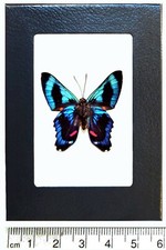Ancyluris meliboeus red blue black butterfly Peru framed picture