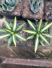 RareSucculent Plant Agave victoriae-reginae T.Moore Variegated Random picture