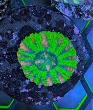Ultra Fluorescent Lime Green Button Scoly | WYSIWYG Aquaculture Live Coral picture