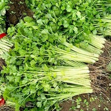 Chinese Light Green Celery Seeds | Heirloom / Non-GMO |  | 1115 picture