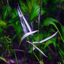 3 Stems Purple Bamboo Live Aquarium Plants FREE S/H Rare Gorgeous picture
