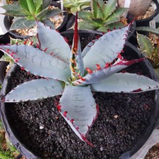 Agave Sp.Kutsugen-no-Maiougi Succulent Agave  Plant Beautiful Plant 10-15CM picture