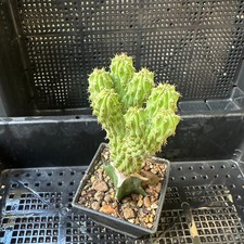 Euphorbia Multiclava SomaliaPlant RareSucculent *shipping $70 for up to 3 items picture