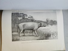 Memoirs Carnegie Museum: Osteology Phenacocoelus Typus Fossil O.A. Peterson 1928 picture