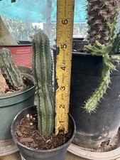 Euphorbia Infausta 5'5 to 6 inch Long. picture