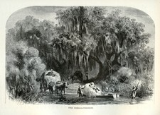 Louisiana Bayou Antique 1872 Engraving – The Moss-Gatherers Scene picture