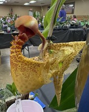Coryanthes macrantha - Large Plants- Fragrant Species - 6” Net Basket picture