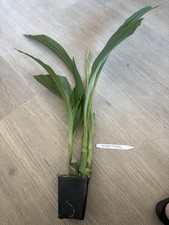 ORCHID Plant Phalc kryptonite Parside 4 in pt 1 sp buds 4 in pot picture