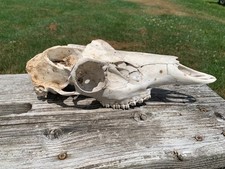 White Bone whitetail Deer Skull Gothic Creepy Skeleton Western decor picture