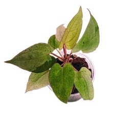 Anthurium AOS Ace of Spades Variegated Plant  US SELLER EXACT PLANT  picture