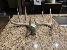 Naturally Shed Whitetail Deer Antler Iowa Great For Display/crafts/dog Chews picture