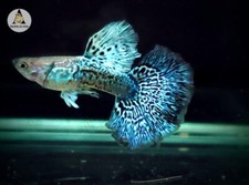 1 Pair- Green Dragon Indo Live Guppy Fish Grade A High Quality VIP picture