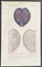 Turpin 1816 Antique hand-colored print: Purple heart sea urchin, zoology picture