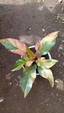 Real Picture Anthurium Hookeri Pink Memek Variegated picture