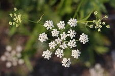 Organic Skirret Starter Plants - (Sium sisarum) - Easy to Grow Root Vegetable picture