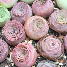 3Pack Live Mountain Rose Succulent Plant Bare Root Indoor plant Easy Care picture