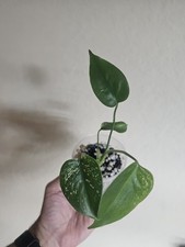 Monstera Devil Monster Live Plant Fully Rooted picture