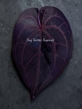 Anthurium Purple Crystal flowering mother offset EXACT United States picture