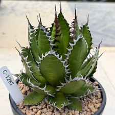 Agave horrida C‑1287, Bare‑root picture