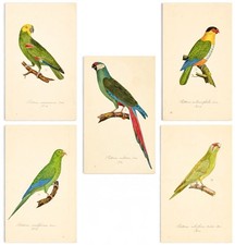 Antique Parrot & Military Macaw Prints | Set of 5 Hand-Colored Hahn Engravings picture