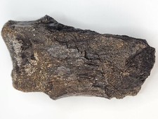 Sauropod Caudal Vertebra Fossil Personal Find - Morrison Fm. - Big Horn Co., WY picture