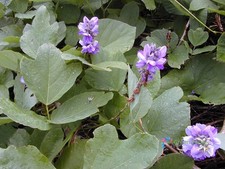 80 Seeds Pueraria Tuberosa Vidarikand Large Tuberous Roots Nepalese Indian Kudzu picture