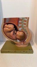 Vintage Kilgore International Pregnancy Anatomical Model Cross Section picture