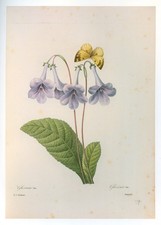 Vintage Redouté Print Lavender Gloxinia with Butterfly Botanical Floral Art picture