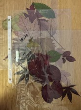 Antique pressed leaves - three sets - circa 1880 - 1910 picture
