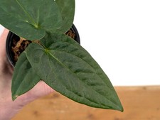 Anthurium Luis' Mustache (Papillilaminum x Pinkleyi)  - 4 inch pots picture