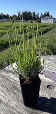 Live Grosso Lavender Plant | 6