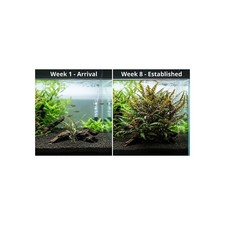 Hygrophila Pinnatifida Live Aquarium Plants BUY 2 GET 1 FREE picture