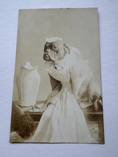 Antique RPPC English Bulldog The Mrs Bride Veil Postcard 10p Stamp Germany Photo picture