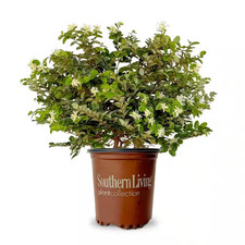 2 Gal. Emerald Snow Semi-Dwarf Loropetalum, Evergreen Shrub with Green Foliage, picture