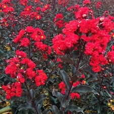 EBONY FIRE~~Crepe Crape Myrtle Starter Lagerstroemia Well Rooted 