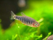 Emerald Dwarf Rasbora (Celestichthys erythromicron), Tank-Bred picture