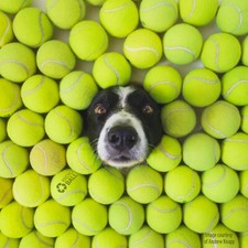 100 Used Tennis Balls -  - Fun for Dogs - 10% off bulk purchase picture