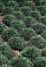 Mondo Dwarf Grass | 40 Live 2 Inch Plants | Ophiopogon japonicus | Ornamental picture