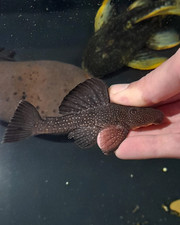 New species of pleco ? maybe  hemiancistrus / Ancistrini species picture