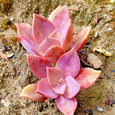 Rare Pink Succulent Graptoveria Dusty Live Plant 2-3 Inch Bare Root 1-Head picture