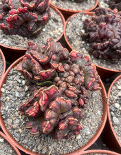 1P Cactus Euphorbia monstrose crested Healthy specimen, perfect condition picture