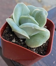 Graptoveria  Lovely Rose Echeveria Live Succulents Plant 2” Fully Rooted picture