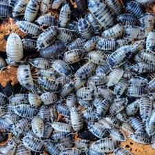 100+ Dairy Cow Isopods For Sale - Bulk Isopods For Bioactive picture