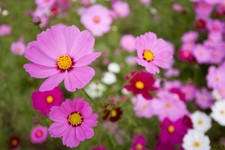 200 GLORIA COSMOS SEEDS | 2026 SALE NON GMO picture