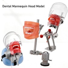 Dental Simulator Dental Mannequin Dental Head Model Dental Teeth Teaching Model picture