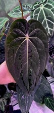 Anthurium Hybrid Seedling Potted Plant Pap LLB x Carla / Forgetii x Carla 1 pk picture