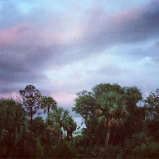 Sabal palmetto 