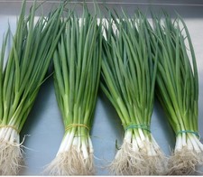 1000 Heirloom White Lisbon Bunching Onion Scallion Seeds 97% Germ Organic NonGMO picture